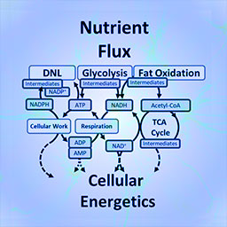 Quantitative Metabolism and Imaging Core