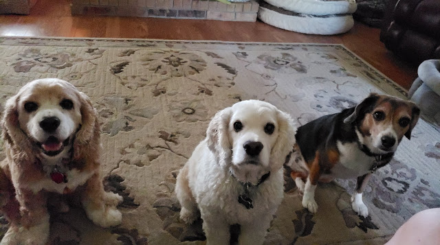 Deborah Horn’s dogs: Chester, Ditto, and Addison.