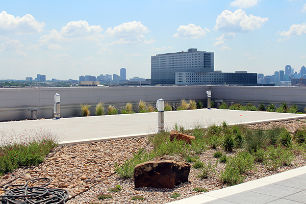 Rooftop garden with view of nearby buildings, grassy plants, and gravel